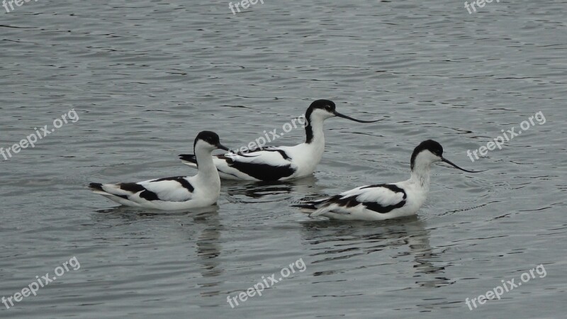 Avocet From The Andes Grey Time Noirmoutier Free Photos