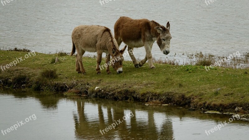 The Donkeys Of The Swamp Ile De Noirmoutier Free Photos