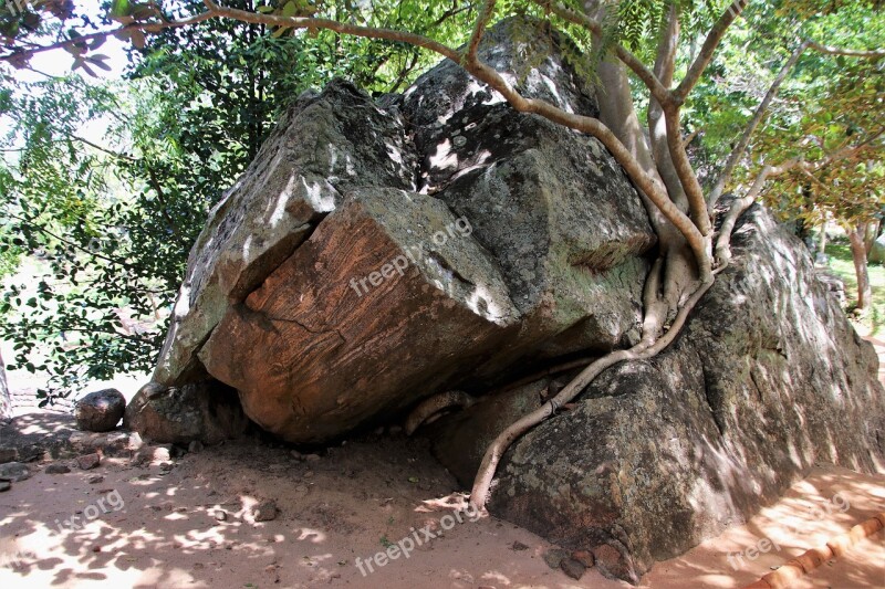 Tree Konary The Roots Of The Nature At The Court Of