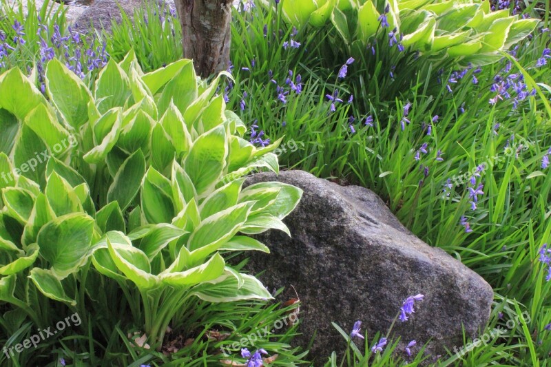 Flora Leaf Nature Flower Grass