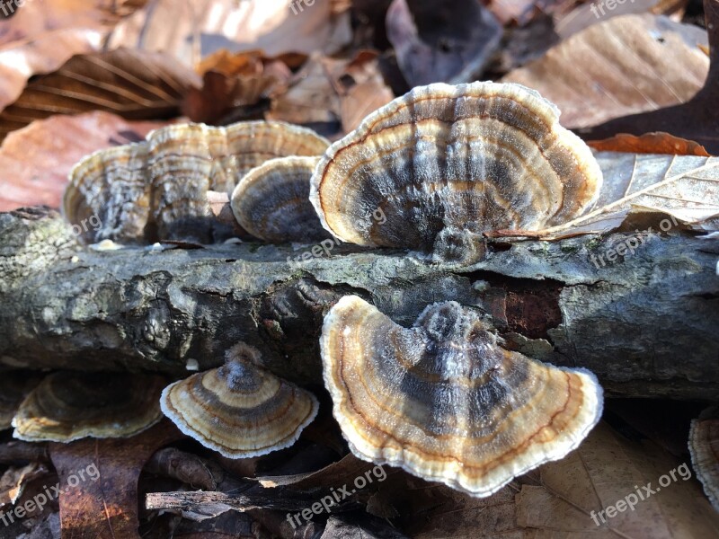 Nature Fungus Mushroom Food Shellfish