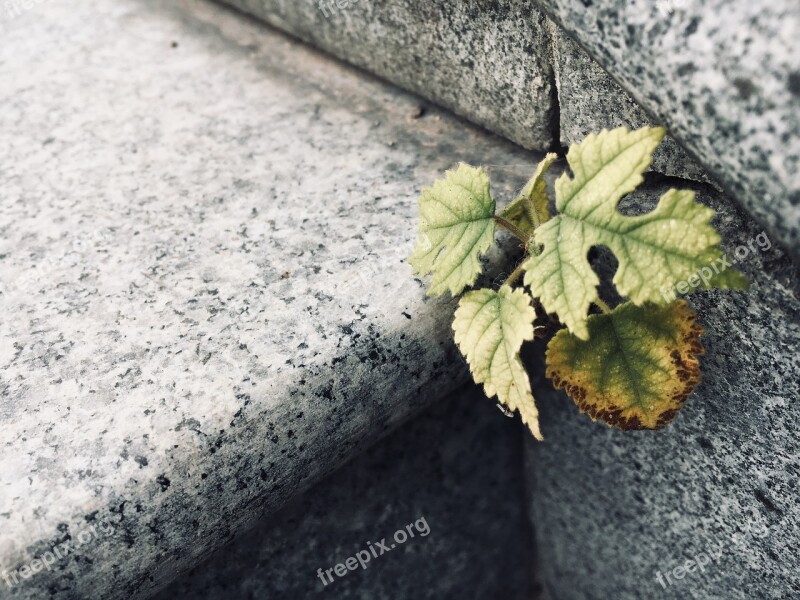 Leaf Nature Background Texture Plant