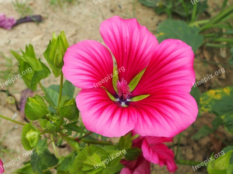 Flower Nature Garden Summer Bright