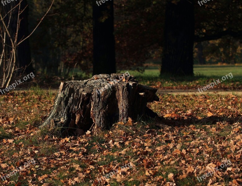 Tree Stump Evening Sun Nature Tree Wood