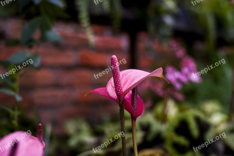 Anturio Flower Nature Plant Outdoors