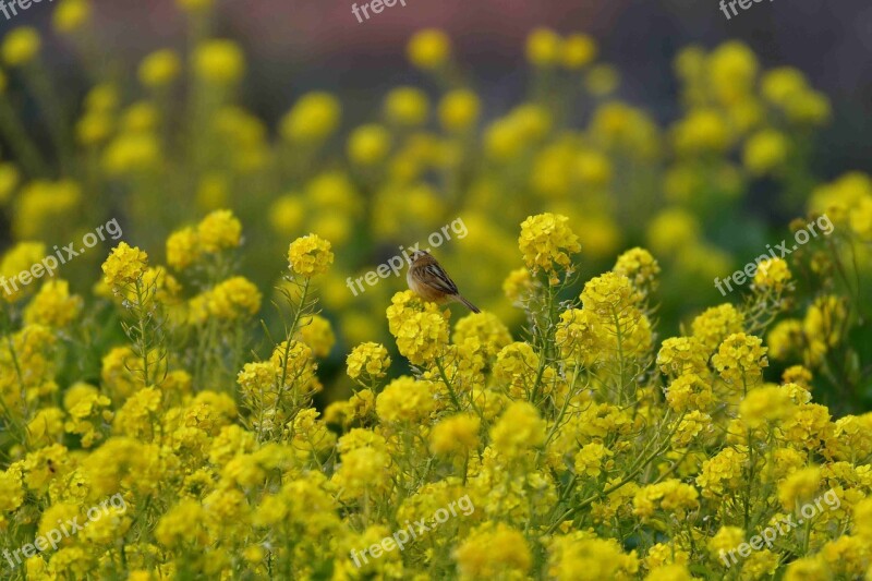 Flowers Field Plant The Agricultural Commercial Companies Meadow Turnip Rape