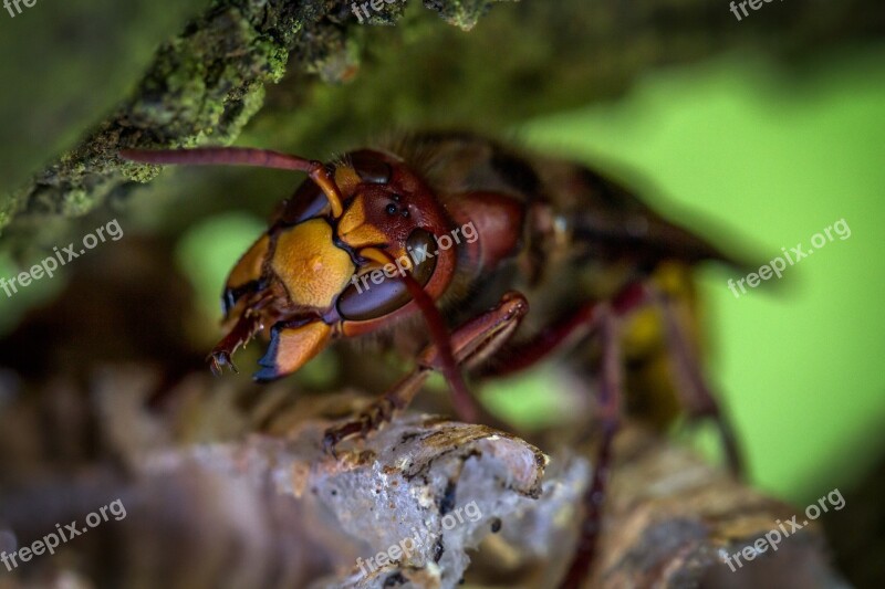 Animal Wasp Close Up Wild Hornets