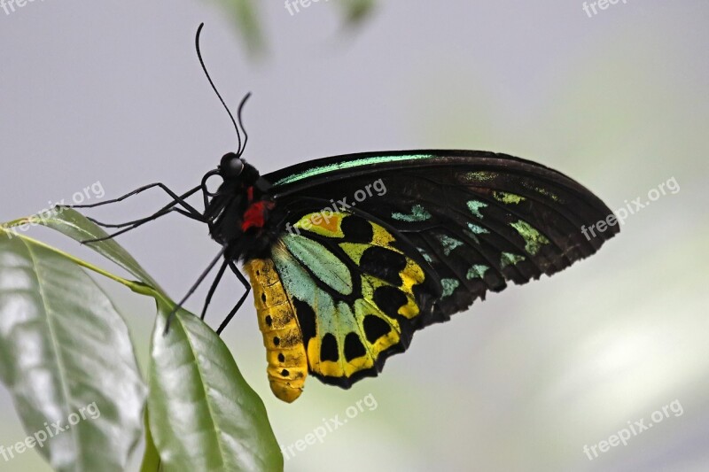 Cairns Birdwing Butterfly - Butterfly Insect Nature