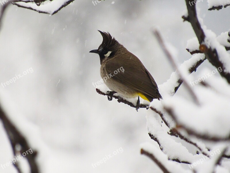 Wildlife Nature Bird Outdoors Winter