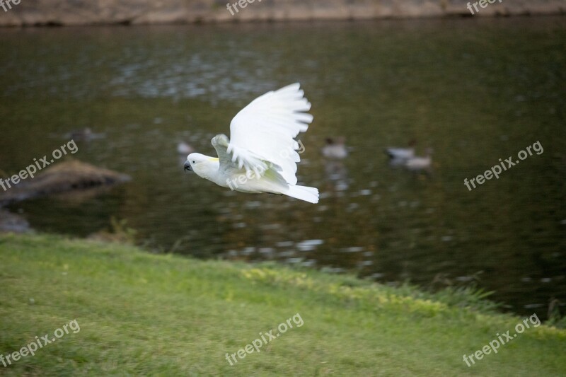 Bird Nature Grass Feather Outdoors