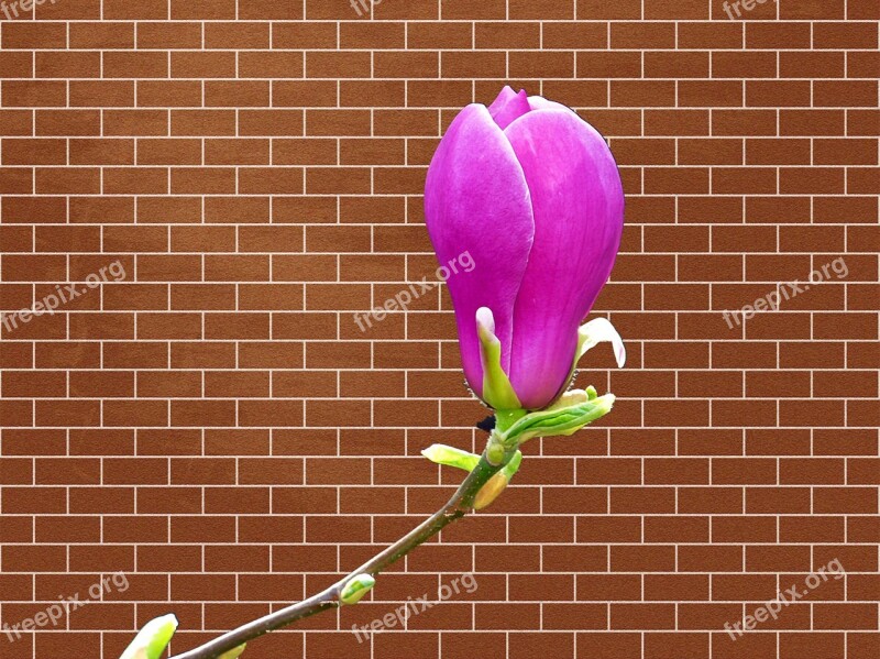 Wall Brick Magnolia Masonry Old Brick Wall