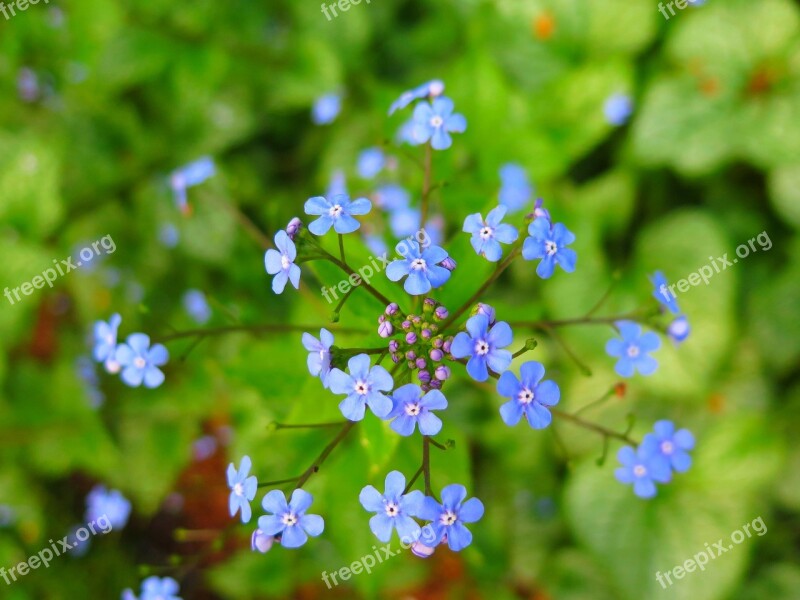 Nature Flora Leaf Flower Outdoors