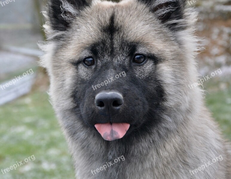 Dog Portrait Dog Eurasier Young Bitch Bitch Nova Canine