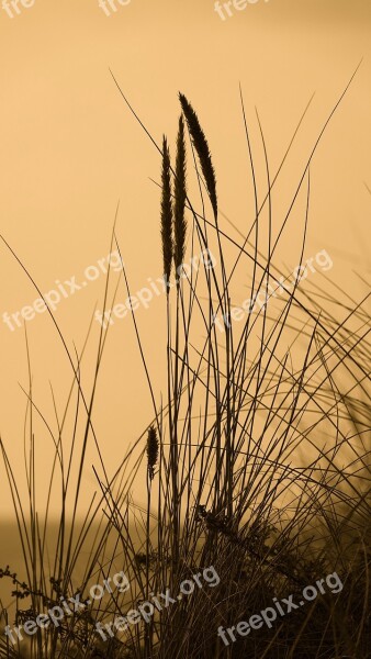 Nature Fragile Grass In The Wind Island Oleron Free Photos