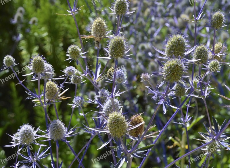 Flora Spine Nature Thistle Flower