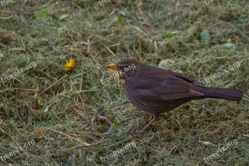 Nature Bird Outdoor Fauna Lawn