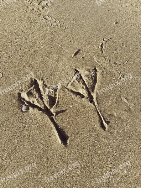 Sand Beach Footprint Sandy Free Photos