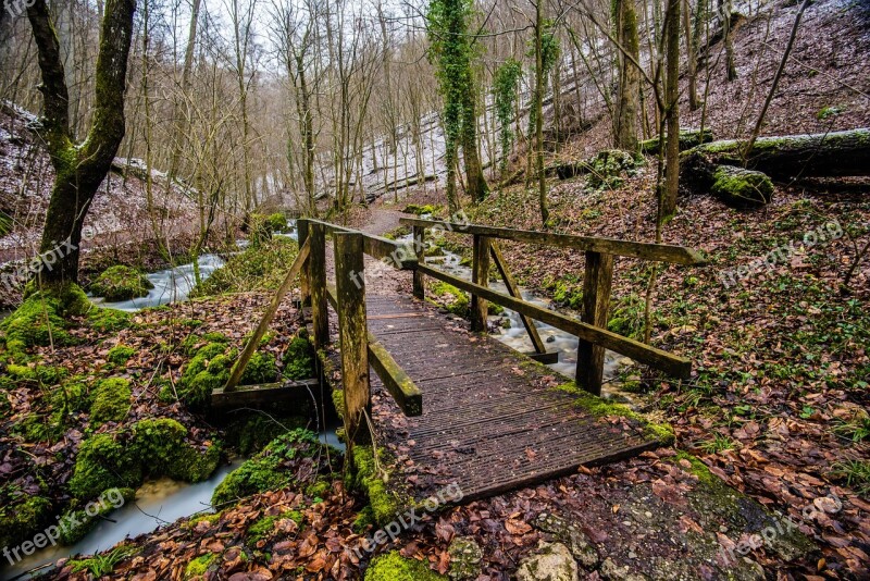 Wood Nature Tree Path Leaf