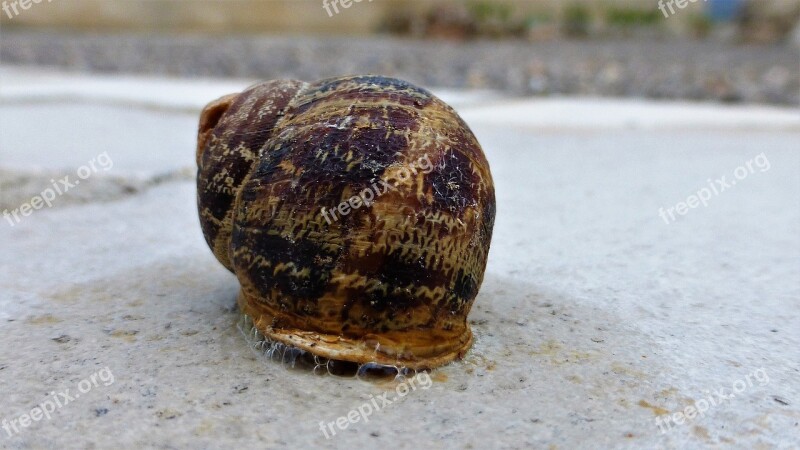 Animal Snail Shell Drool Free Photos