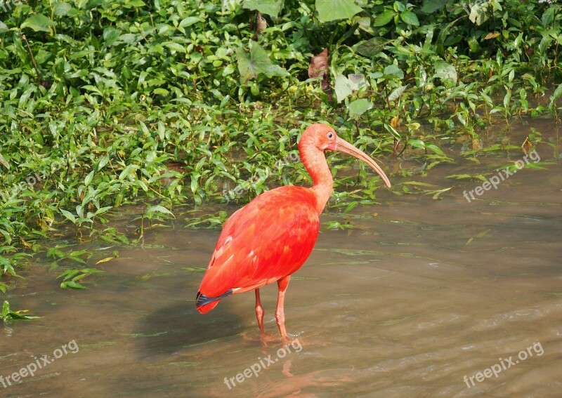 Nature Bird Wildlife Water Outdoors