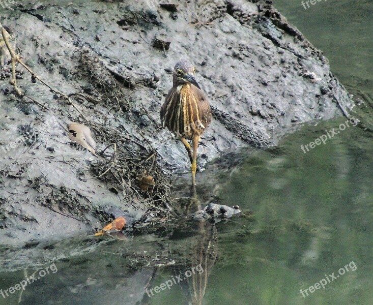 Nature Outdoors Water Wildlife Animal