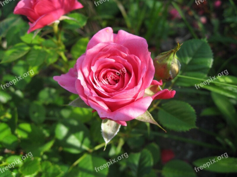 Flower Roses Nature Plant Petal