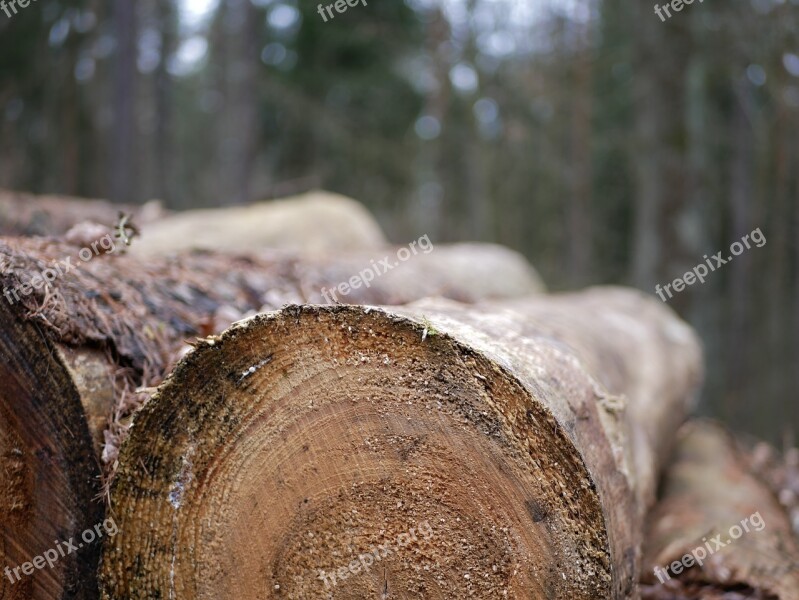 Tree Wood Tribe Nature Chop Wood