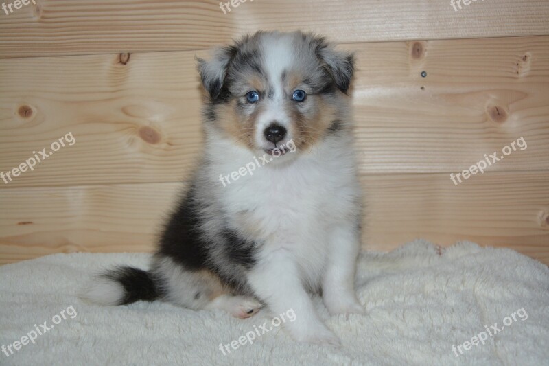 Puppy Dog Olympus Shetland Sheepdog Dog Shetland Sheepdog Blue Eyes