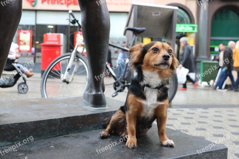 Street City People Dog Urban