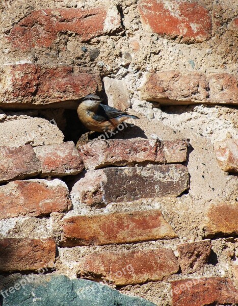 Bird Bricks Mortar Feather Wing