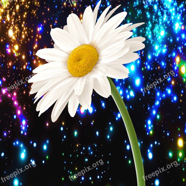 Nature Flower Summer Daisy Bright Background