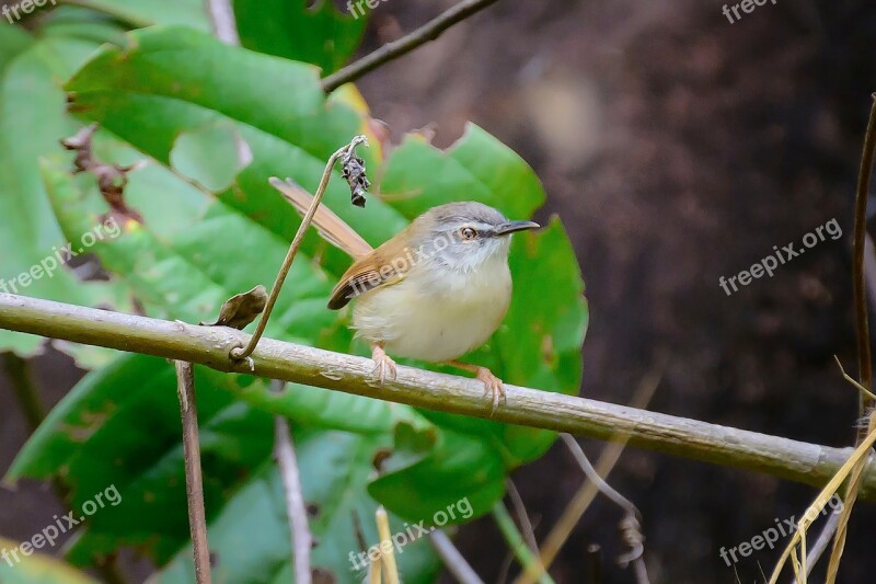 Birds Twigs Eyes Free Photos