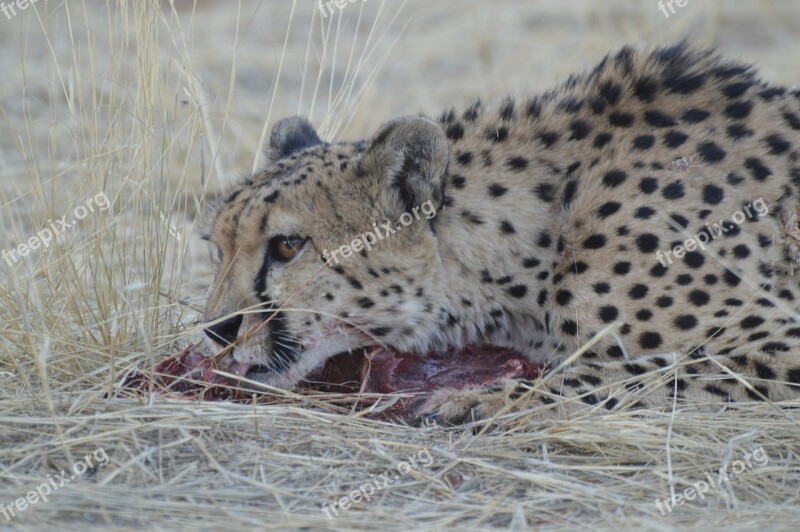 Animal World Cat Mammal Carnivores Animal