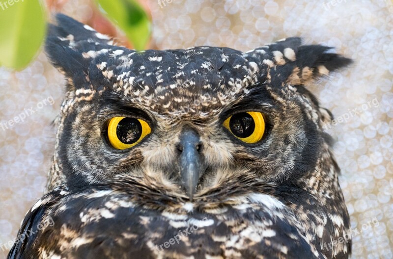 Spotted Eagle Owl Owl Bird Nature Beak