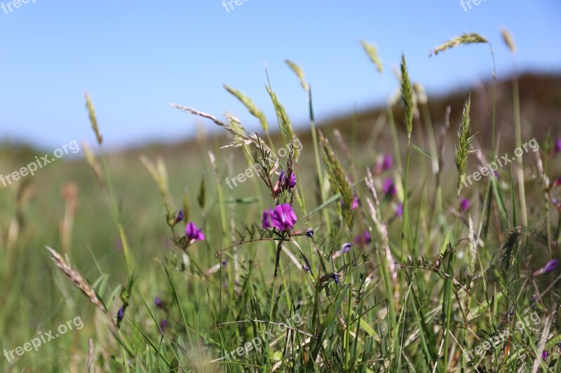 Field Grass Hayfield Nature Flora