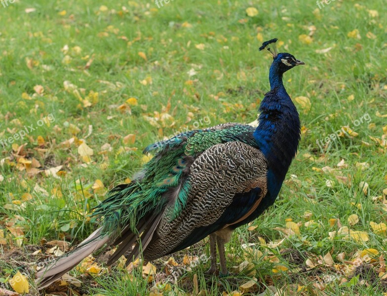 Bird Peacock Nature Feather Animal