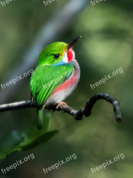 Cuba Cienaga De Zapata Matanzas Cartacuba Endemic