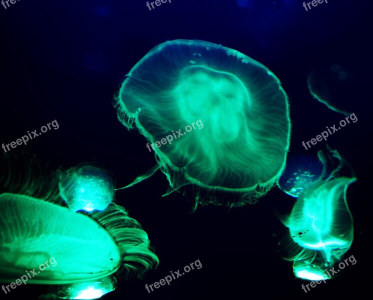 Jellyfish Underwater Deep Science Dynamic