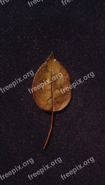 Leaf Ground Dew Drops Rain Drops Water