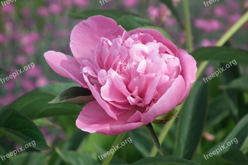 Flower Peony Pink Nature Plant