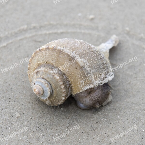 Shell Shellfish Snail Gastropod Spiral