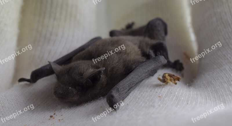 Noctule Bat Genus Nyctalus Bats Bat