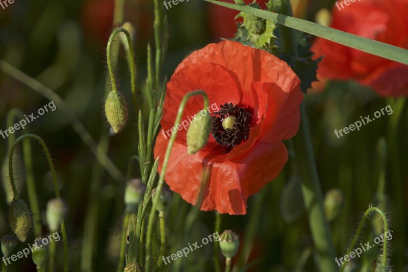 Poppy June The Abbey Free Photos