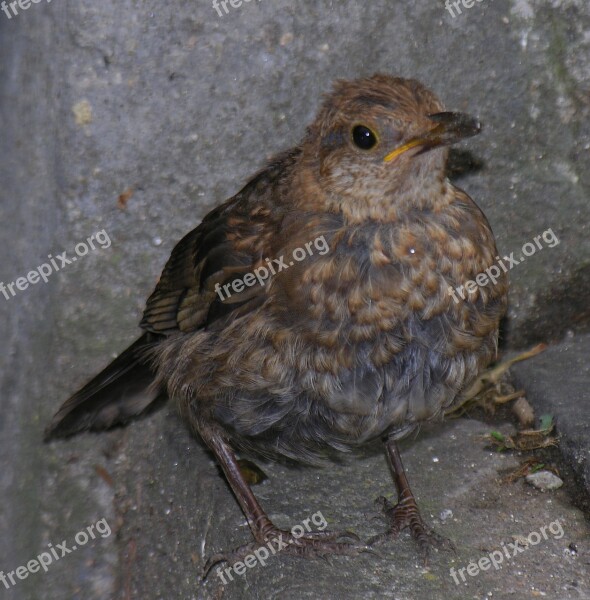 Bird Wild World Nature Animal Wild