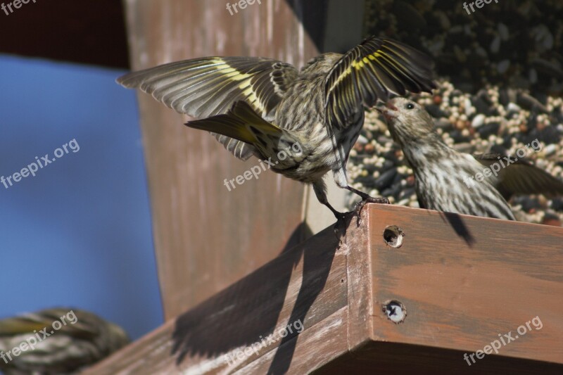 Bird Nature Wood Wildlife Pine Siskin