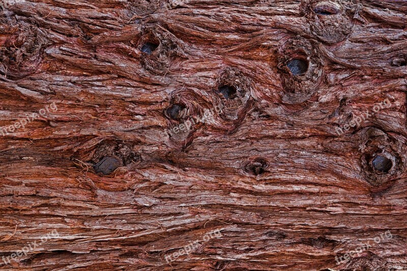 Bark Tree Bark Pattern Wood Structure