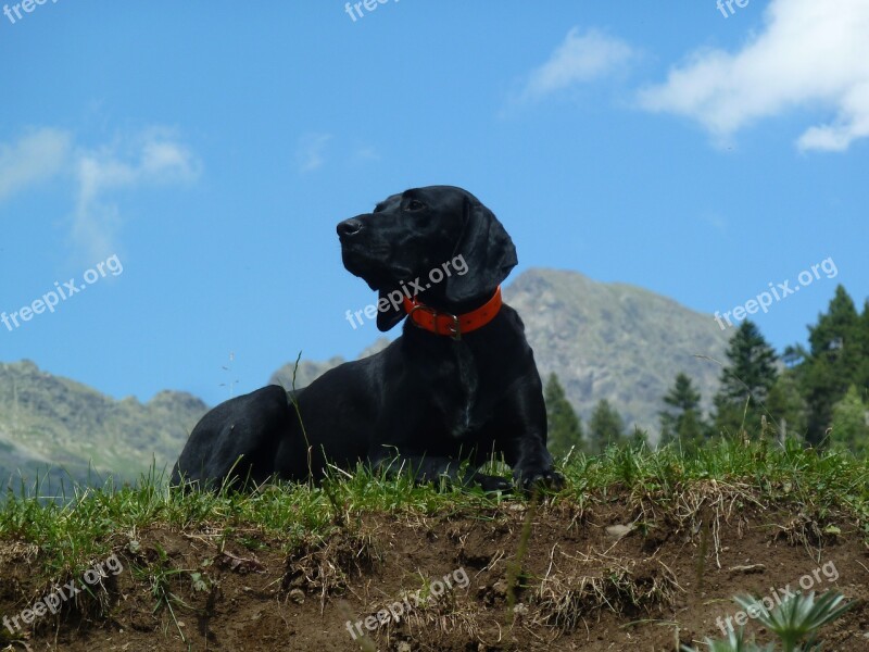 Outdoor Nature Lawn Animal Dog