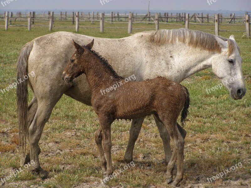 Farm Mare Field Pastures Rural Area