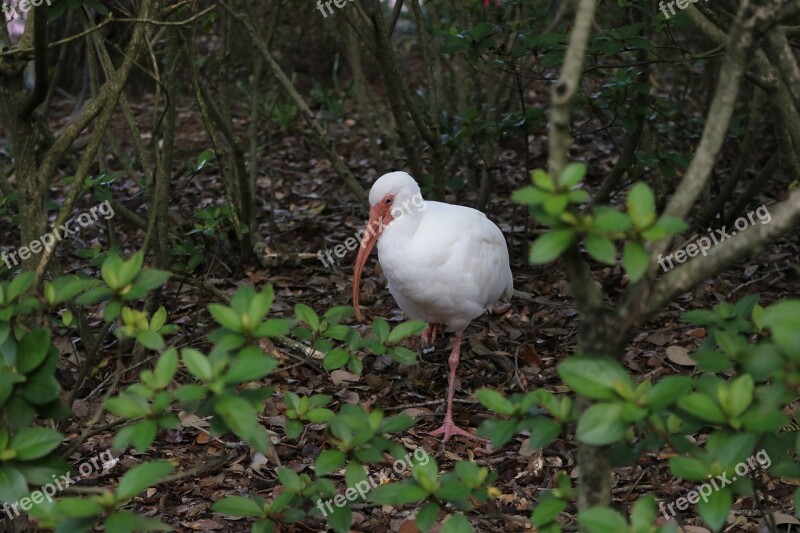 Bird Nature Wildlife Animal Wild