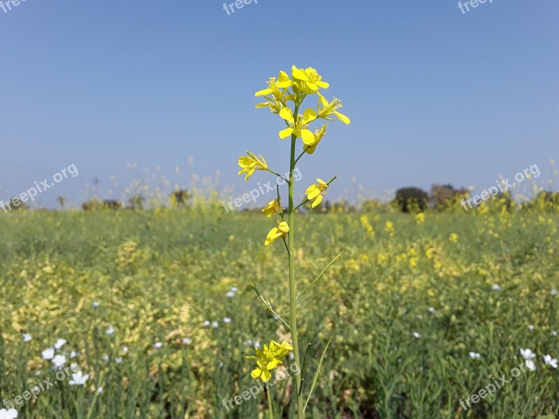 Field Nature Hayfield Grass Summer